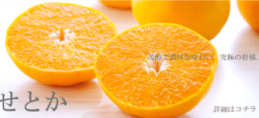 プロが選ぶ旬のかんきつを産地直送ミヤモトオレンジガーデン本店の評判、口コミは？