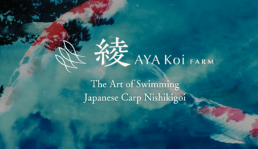 綾koiファーム公式通販サイトの評判、口コミは？