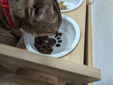 猫の口臭が臭いのは生まれつき？口臭が酷いときにできることとは