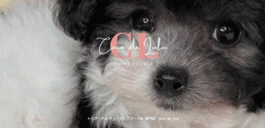 大阪トイプードル専門犬舎CoCo de LuLuの評判、口コミは？